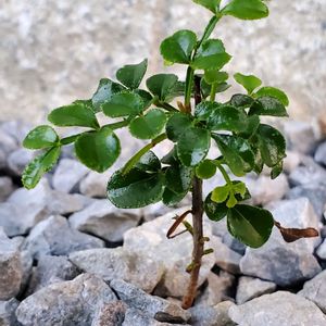 シマトネリコ,ナチュラルガーデン,庭の花,花は癒やし♡,花いろいろの画像