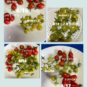 ミニトマト,ミニトマト マンマミーア,ステラミニトマト,スプライトトマト,マイクロトマト（黄色）の画像