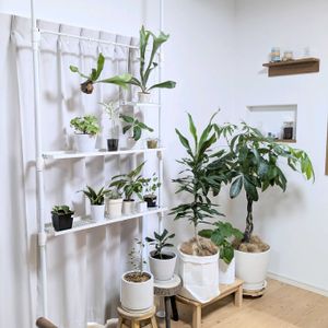 サンスベリア,パキラ,コウモリラン,幸福の木,ビカクシダの画像