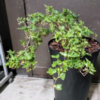 ヘデラ,アイビー,ヘデラ リバレース,観葉植物,植え替えの画像
