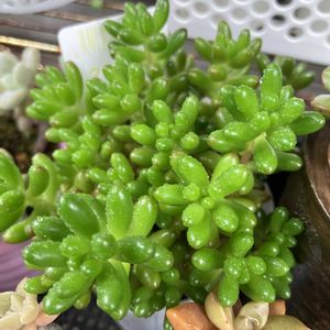 虹の玉,寄せ植え,多肉植物,多肉寄せ植え,多肉大好きの画像