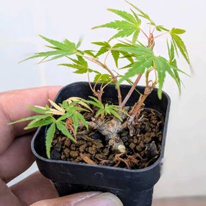 長良川もみじ,盆栽,ミニ盆栽,盆栽苗木,まめ盆栽の画像