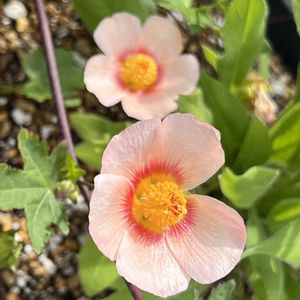 マルバストラム,クナウティア,成長記録,植中毒,ノンフィルターの画像