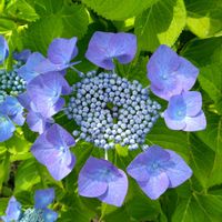 ガクアジサイの画像