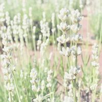 ラベンダー,美郷雪華,ラベンダーホワイト,お花の画像