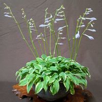 山野草,可愛い〜♡,青紫の花,斑入り葉っぱ,鉢植え。の画像