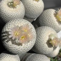 リトープス,小人の帽子,小人の帽子,多肉植物の花芽,極小リトープスの画像