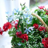 ペチュニア,寄せ植え,ベランダガーデン,ガーデニング,ガーデンの画像
