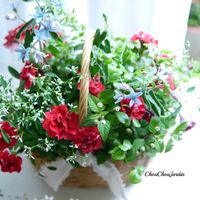 ペチュニア,寄せ植え,ベランダガーデン,ガーデニング,ガーデンの画像