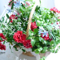 ペチュニア,寄せ植え,ベランダガーデン,ガーデニング,ガーデンの画像