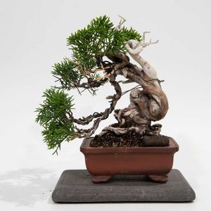 真柏,盆栽の画像