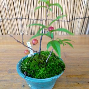 果物,山野草,自家栽培の野菜達,植物と暮らす,道の駅の画像