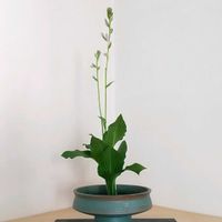 ギボウシ,擬宝珠,華道,いけばな,生花の画像