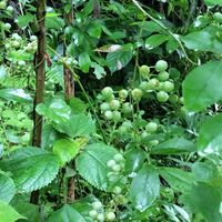 ブルーベリー,ブルーベリー,無農薬,菌ちゃん農法,家庭菜園の画像