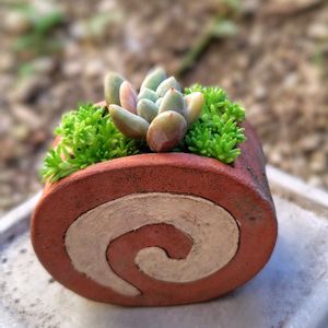 多肉植物,大好き,かわいい♡,ちまちま寄せ,蜂の巣の画像