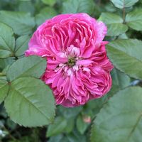 地植え,咲いた！,我が家のバラ,庭の画像