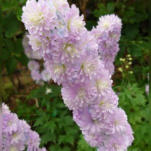 ウツギ,バイカウツギ,デルフィニウム,イングリッシュガーデン,薄紫色の花の画像