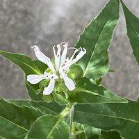 モナルダ,プラティア,エクボソウ,モナルダ ビーブライト,多年草の画像