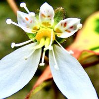 花言葉,山野草,花のある暮らし,われら17年組,小さな庭の画像