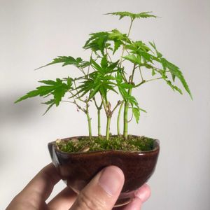 イロハモミジ,イロハモミジ,実生,小品盆栽の画像