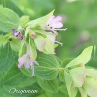 オレガノ,ちっちゃいさんの画像