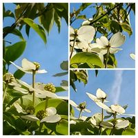 ヤマボウシ,家の周りで咲いている花の画像