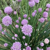 チャイブ,花のある暮らし,北海道の自然の画像