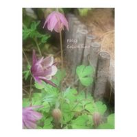 風鈴おだまき,花のある暮らし,葉っぱのある暮らし,小庭のある暮らし,いつもありがとうございますの画像