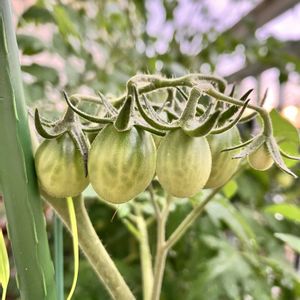 ミニトマト,自家製野菜,夏野菜,ベランダ菜園,家庭菜園の画像