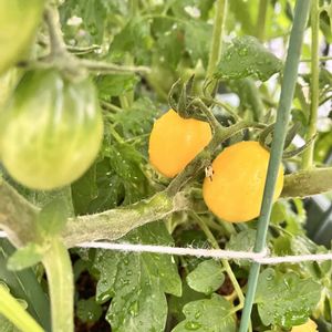 ミニトマト,自家製野菜,夏野菜,ベランダ菜園,家庭菜園の画像