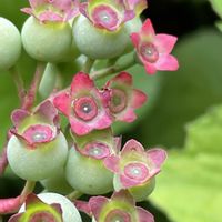 ブルーベリー,ヤブジラミ,ブルーベリーの 花,ヌマスノキ,落葉低木の画像
