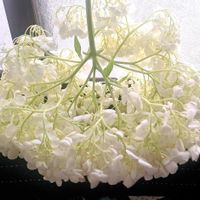 紫陽花,ドライフラワー,つぶやき,瀬戸内海と瀬戸大橋の画像