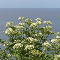 アザミ,アザミ,ボウフウ,ボウフウ,平和を願う☆の画像