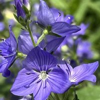 エキナセア,リナリアプルプレア,アストランティアマヨール,アリウムシルバースプリング,ベロニカオーストリアカの画像