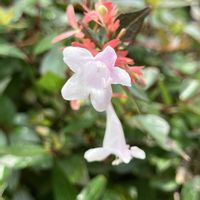 アベリア,花散歩,いいねをありがとうございます¨̮♡︎の画像