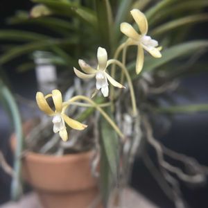富貴蘭,フウラン,観葉植物,着生植物,着生ランの画像