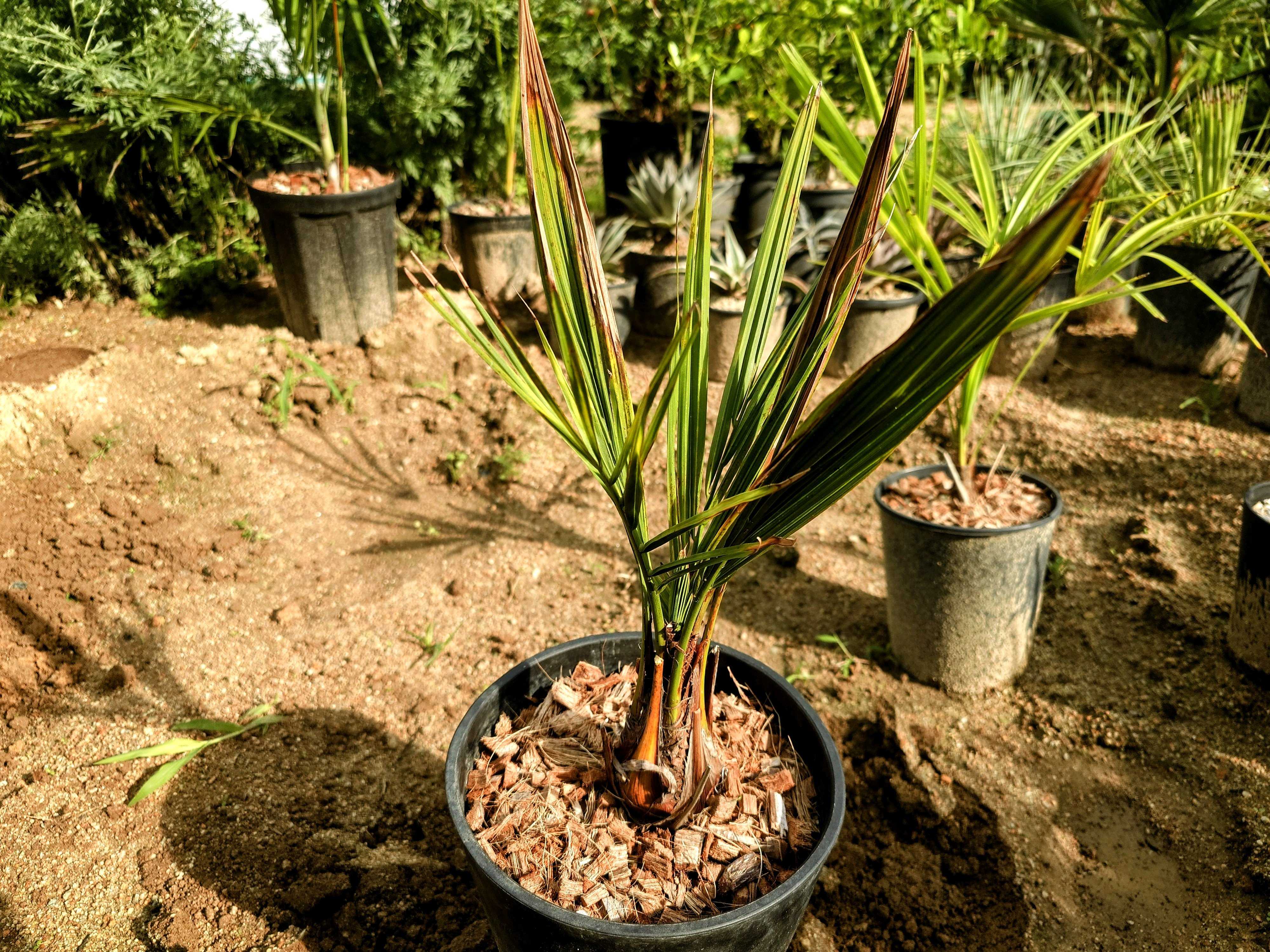 ブラヘアの一覧｜🍀GreenSnap（グリーンスナップ）