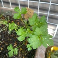 イタリアンパセリ,大葉,ベビーリーフ,パセリ,アオジソの画像