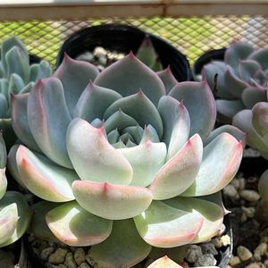キャラリアン ,ブラックサバス,多肉植物,多肉寄せ植え,エケベリア属の画像