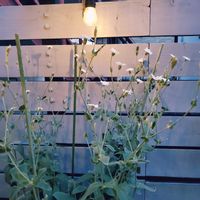 冬越し成功,鉢植えのお花,花が咲いた,花のある暮らし,季節のお花の画像