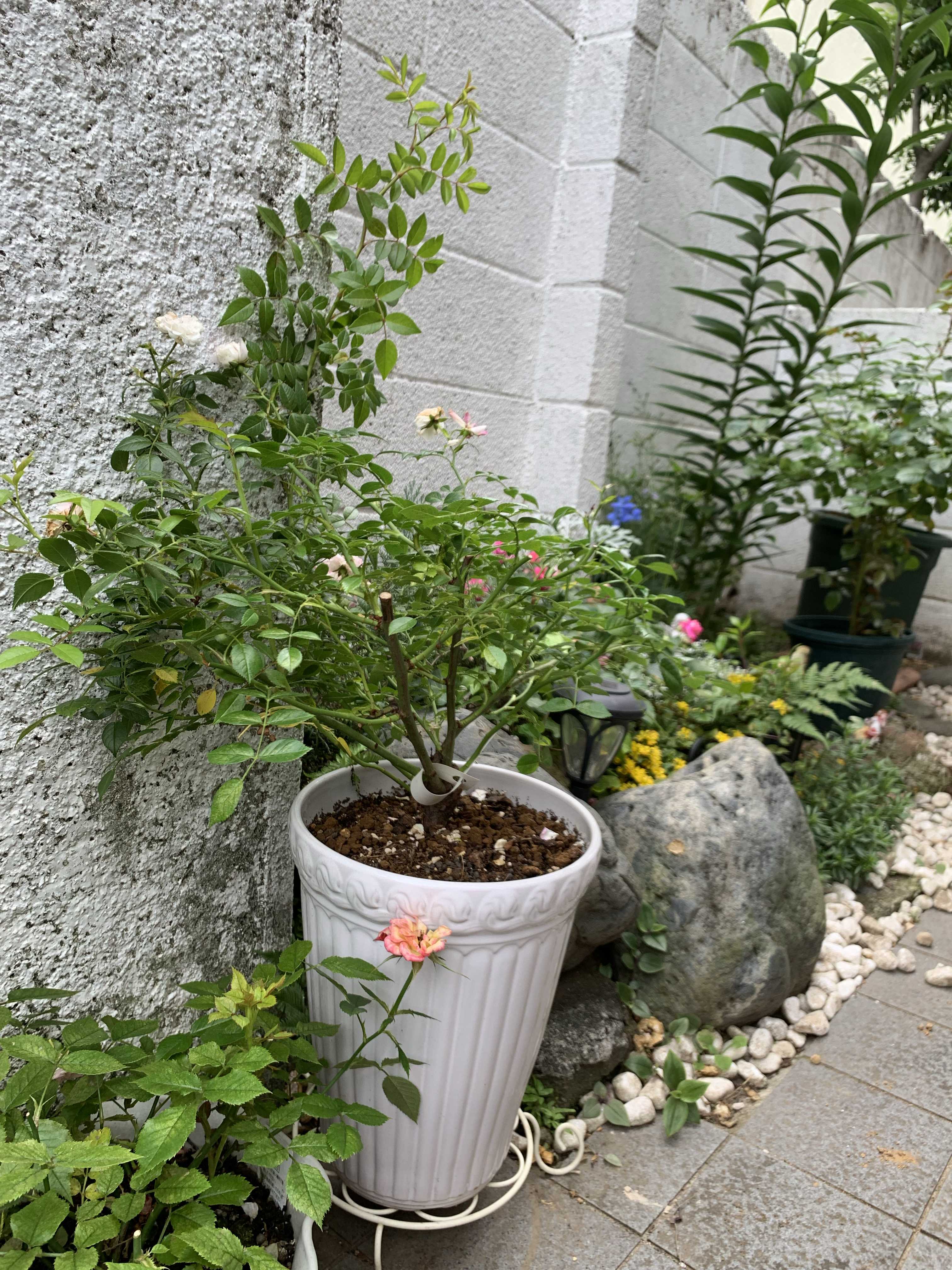 バラ苗　ゆきこ　トゲなし　3 バラ苗 ゆきこ トゲなし 3 グリーンアイスの投稿画像 by ゆき