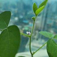 枝豆,水やり,ベランダ菜園,リボベジ,家庭菜園の画像