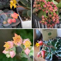 多肉植物,ベランダガーデン,癒し,遊歩道,今日のお花の画像