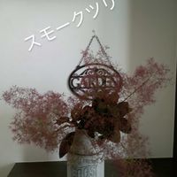 スモークツリー,花のある暮らし,切り花を楽しむ,#ガーデニング,手作りを楽しむの画像