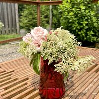 エルダーフラワー,夏のアレンジ,花のある暮らし,緑のある暮らし,アメリカ在住の画像