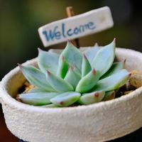 多肉植物,ベランダガーデニング,可愛い❤,自作リメ鉢,癒される♪の画像