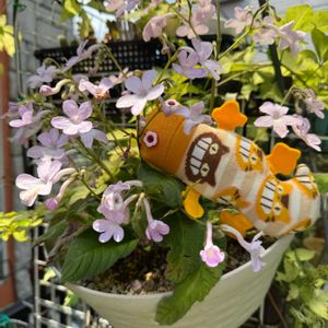 アジサイ,多肉植物,紫陽花 アジサイ あじさい,セロペギア属,多肉女子の画像