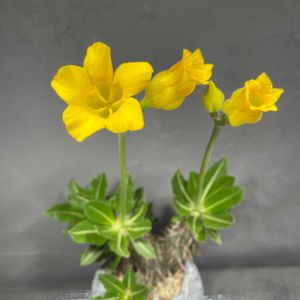 パキポディウム・ホロンベンセ,パキポディウム属,初開花,壺形の花,はむ　パキポの画像