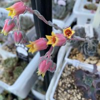 エケベリア,セトーサ,ハッピー,メルシー,マドレーヌの画像