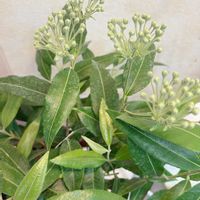 レモンマートル,ハーブ,観葉植物,グリーンのある暮らし,水やりの画像